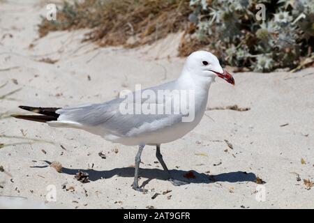 Ichthyaetus audouinii / Larus audoinii Audouin's Gull on Mallorca beach Stock Photo