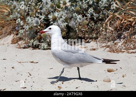 Ichthyaetus audouinii / Larus audoinii Audouin's Gull on Mallorca beach Stock Photo