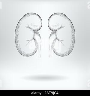 Cartoon Symbol of Kidneys  -  Science Medical Concept -  Drawing Sketch Vector Illustration Stock Vector
