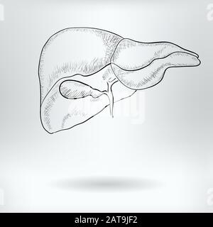 Cartoon Symbol of Liver  -  Science Medical Concept -  Drawing Sketch Vector Illustration Stock Vector