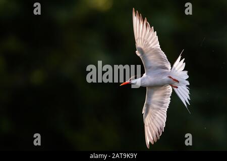 Adult common tern in flight Stock Photo