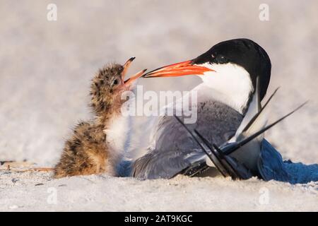 AClose-up of common tern with chick on beach nesting ground Stock Photo