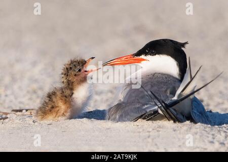 AClose-up of common tern with chick on beach nesting ground Stock Photo