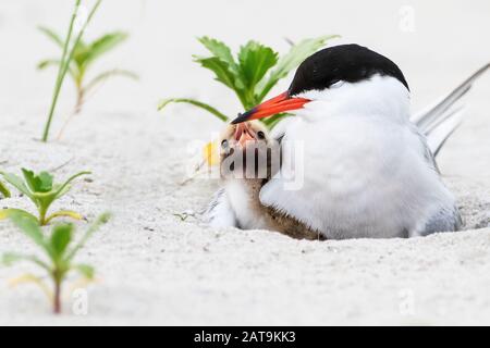 AClose-up of common tern with chick on beach nesting ground Stock Photo