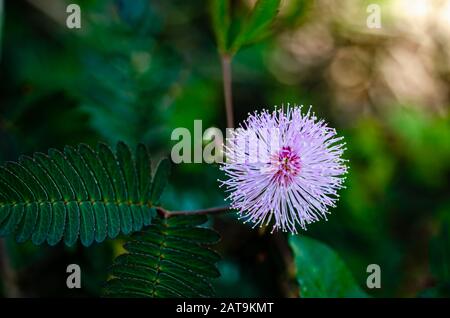 Fully blossomed Touch-Me-Not Flower (Mimosa Pudica) in its full glory. Macro Shot. Stock Photo