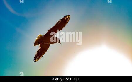 Seagull flying against the sun in a clear blue sky Stock Photo