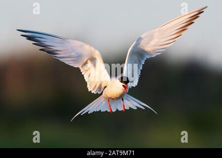 Adult common tern in flight Stock Photo