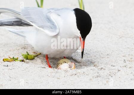 Adult common tern hovering over eggs Stock Photo