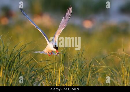Adult common tern with fish hovering over nesting grounds Stock Photo