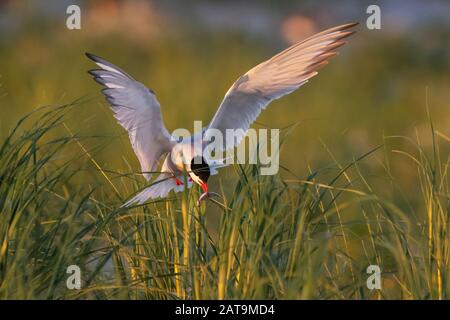 Adult common tern with fish hovering over nesting grounds Stock Photo