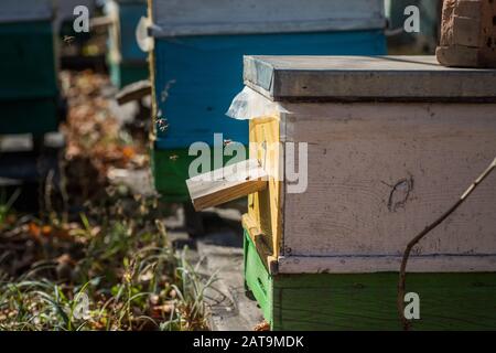 From beehive entrancebees creep out. The bees return to the beehive after the honeyflow. Beehives at a small private apiary garden. Experimental apiar Stock Photo