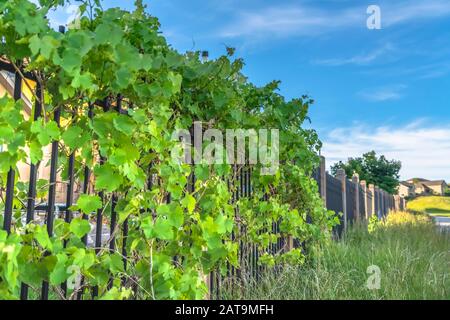 Lush vines with vibrant green leaves growing on the black metal fence of homes Stock Photo