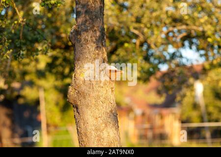 stem decay fungus, Fomitopsis pinicola, red belt conk Stock Photo