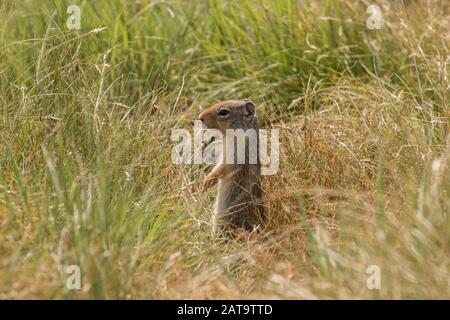 California Ground Squirrel Stock Photo