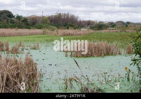 Capital Federal, Buenos Aires / Argentina; July 31, 2015: Lagoon with plastic bottles and cups floating on its surface, in the Costanera Sur ecologica Stock Photo