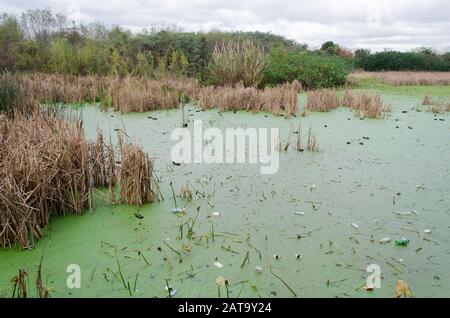 Capital Federal, Buenos Aires / Argentina; July 31, 2015: Lagoon with plastic bottles and cups floating on its surface, in the Costanera Sur ecologica Stock Photo