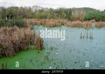 Capital Federal, Buenos Aires / Argentina; July 31, 2015: Lagoon with plastic bottles and cups floating on its surface, in the Costanera Sur ecologica Stock Photo