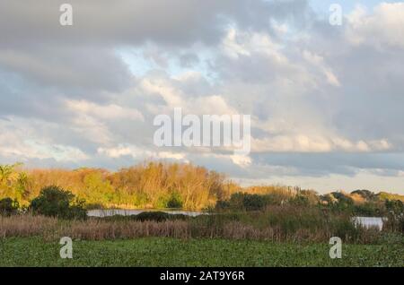 Lagoon of the Costanera Sur Ecological Reserve, in Buenos Aires, Argentina, at sunset Stock Photo