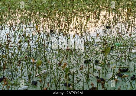 Capital Federal, Buenos Aires / Argentina; July 31, 2015: Lagoon with plastic bottles floating on its surface, in the Costanera Sur ecological reserve Stock Photo