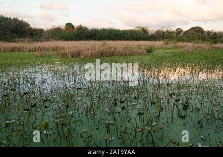 Capital Federal, Buenos Aires / Argentina; July 31, 2015: Lagoon with plastic bottles floating on its surface, in the Costanera Sur ecological reserve Stock Photo