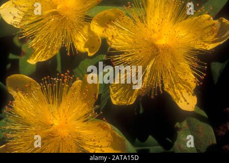 CLOSE-UP OF THE FLOWERS OF ST JOHN'S WORT (HYPERICUM PERFORATUM) ALSO KNOWN AS PERFORATE AND COMMON ST JOHNS-WORT. POISONOUS TO LIVESTOCK. Stock Photo