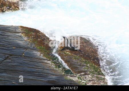 NEW ZEALAND FUR SEAL ON THE ROCKS, ADMIRALS ARCH, KANGAROO ISLAND, SOUTH AUSTRALIA. Stock Photo