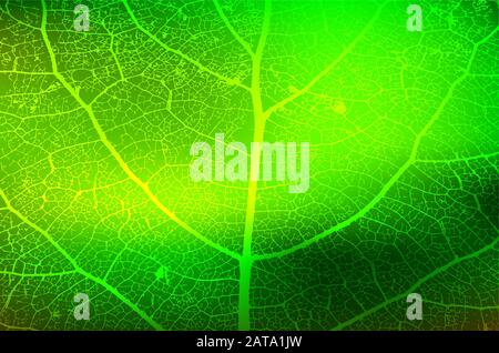 Leaf Structure Skeleton with Veins - Vector Grunge Background Stock Vector