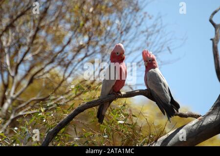 TWO GALAHS (EOLOPHUS ROSEICAPILLA) ALSO KNOWN AS ROSE-BREASTED OR PINK & GREY COCKATOOS PERCHED ON A TREE BRANCH, OUTBACK AUSTRALIA. Stock Photo