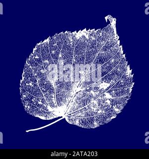 Vector Linden Leaf Structure Skeletons with Veins Stock Vector