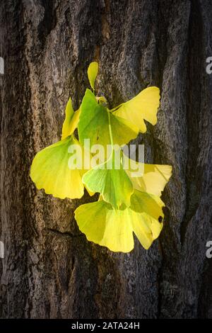 Tuft of leaves from a ginkgo biloba, or maidenhair tree, changing color from green to yellow for autumn Stock Photo