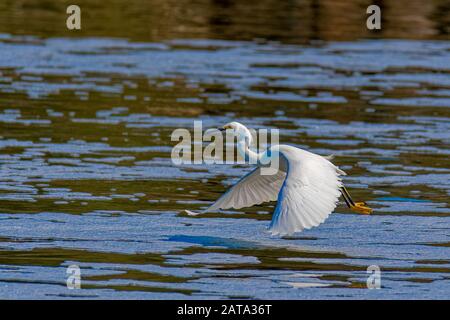 Little egret (Egretta thula) flying over Balboa Lake CA USA Stock Photo