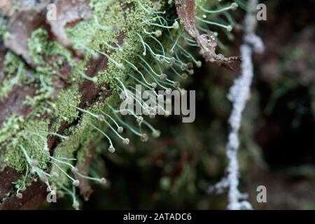 Chaenotheca furfuracea Sulphur Stubble Lichen Stock Photo