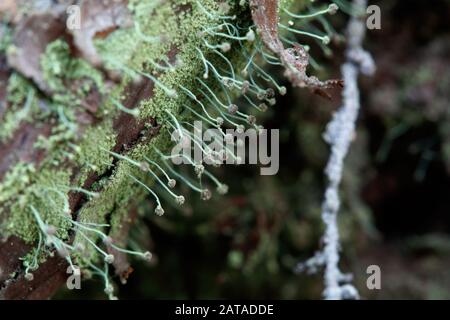 Chaenotheca furfuracea Sulphur Stubble Lichen Stock Photo