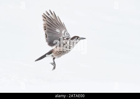 The Eurasian nutcracker in flight on snow, Alps mountains (Nucifraga caryocatactes) Stock Photo