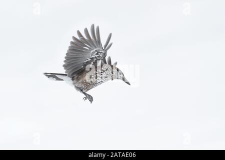 The Eurasian nutcracker in flight on snow, Alps mountains (Nucifraga caryocatactes) Stock Photo