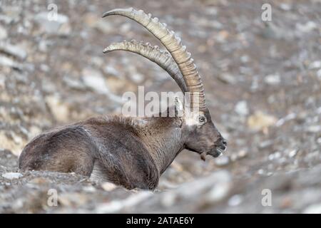The Alpine ibex (Capra ibex) Stock Photo