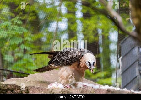 White-Tailed Eagle In The Zoo eat the lunch Stock Photo