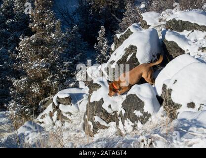 A dog climbing down through the snow on the side of rock outcropping to the east of Lower Willow Creek, southwest of Hall, Montana Stock Photo