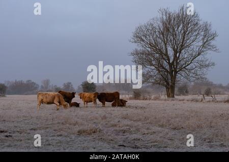 Cows standing on a wide field in the winter morning Stock Photo