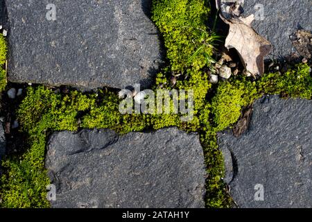 Moss between cobble Stock Photo