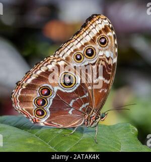 Close up of blue morpho butterfly beautiful underwings pattern Stock Photo