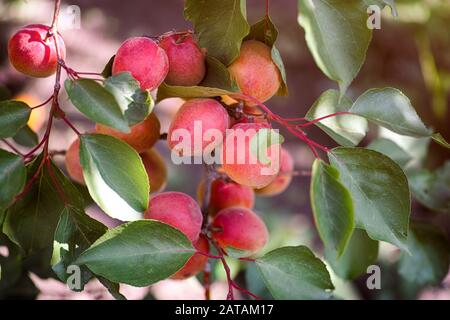 Organic ripe apricots grows on the tree. Close-up. Stock Photo