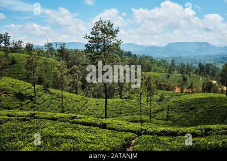 A view over tea plantation in Sri Lanka Stock Photo