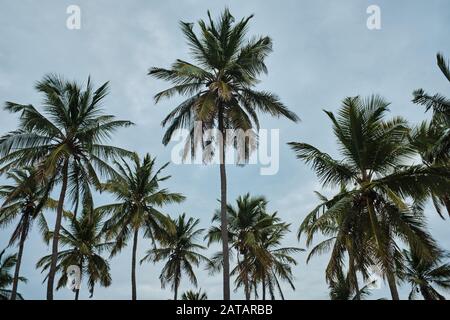 Palm trees on a beach and cloudy sky behind. Sri Lanka Stock Photo