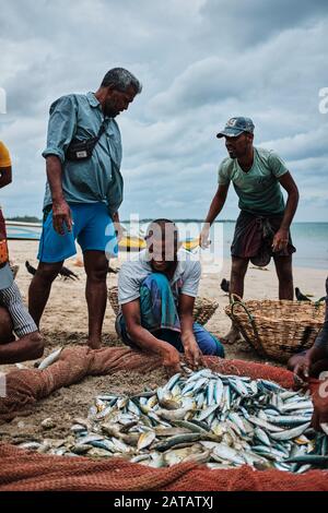 A group of Sri Lankan fishermen gathering fish from the nets on the tropical beach in Trincomalee. Stock Photo