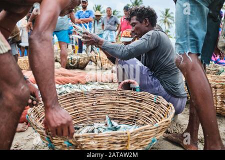 A group of Sri Lankan fishermen gathering fish from the nets on the tropical beach in Trincomalee. Stock Photo