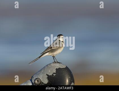 Pied wagtail, Motacilla alba, stood on post Stock Photo
