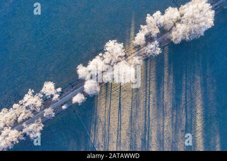 Field path through birch avenue with hoarfrost, Schwaigwall, near Geretsried, drone shot, Upper Bavaria, Bavaria, Germany Stock Photo