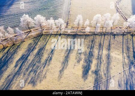 Field path through birch avenue with hoarfrost, Schwaigwall, near Geretsried, drone shot, Upper Bavaria, Bavaria, Germany Stock Photo