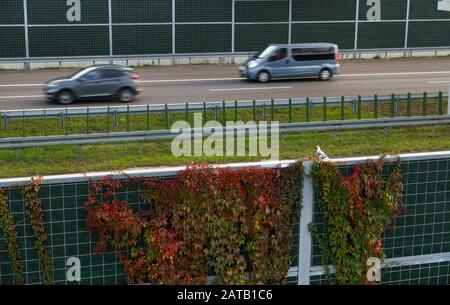 Highway. Pigeon sitting on a barrier protecting against noise generated by car traffic. Stock Photo